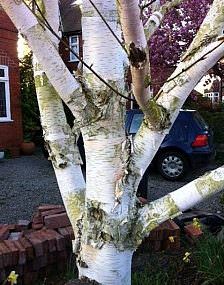 Betula Ermanii tree