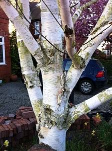 Betula Ermanii tree