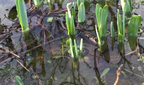 Flooded daffodils