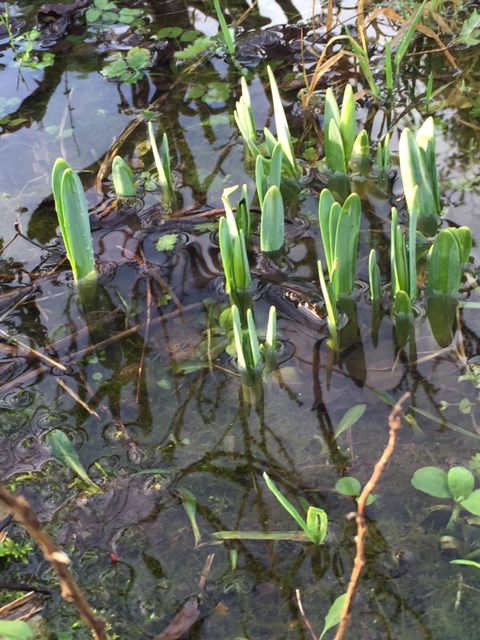 Flooded daffodils