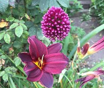 flowers in Yorkshire garden