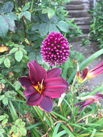 flowers in Yorkshire garden