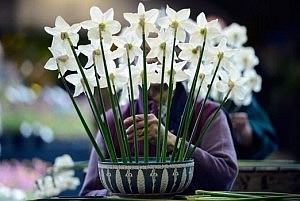 Harrogate flower show