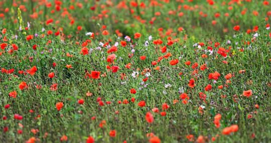 Poppy Meadow