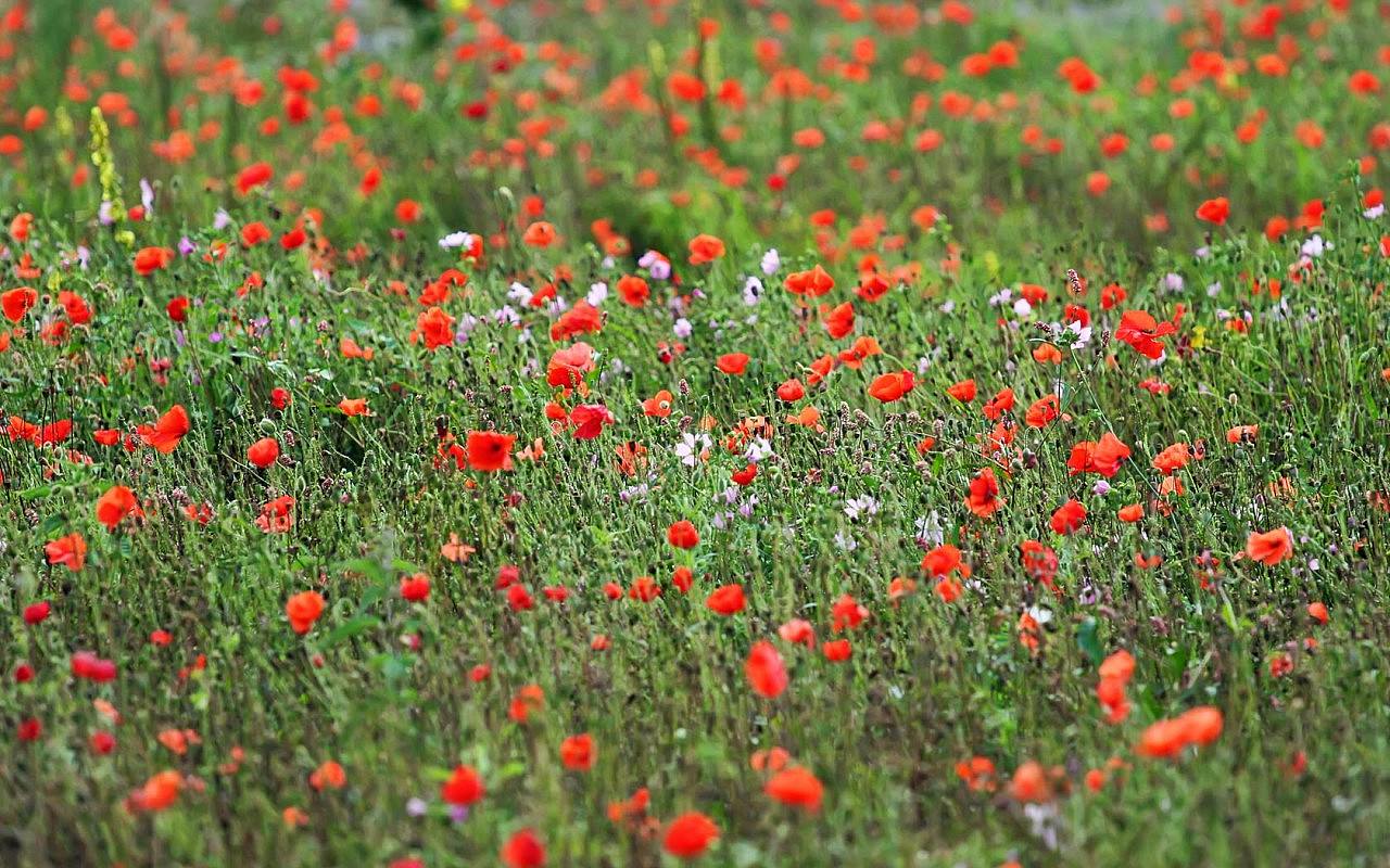 Poppy Meadow